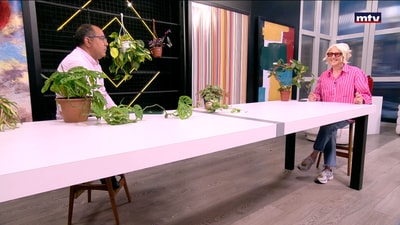 Hanging indoor plants