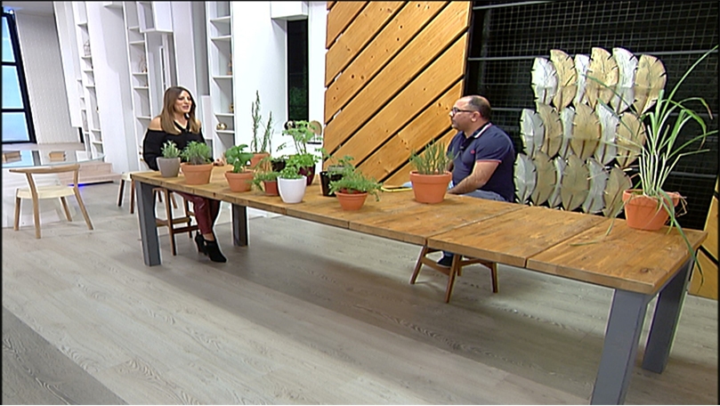 Cultivation and production of aromatic plants
