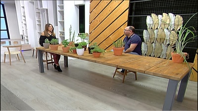 Cultivation and production of aromatic plants