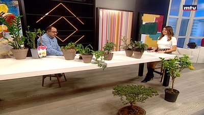 Lucky plants