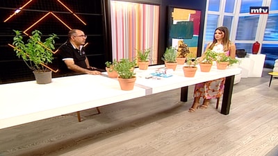 Aromatic plants
