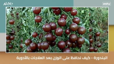 Tomatoes - How to maintain weight after drug treatments