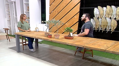 Elie Ziadeh - Bonsai