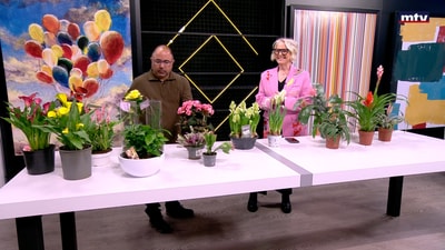 Distinctive plants