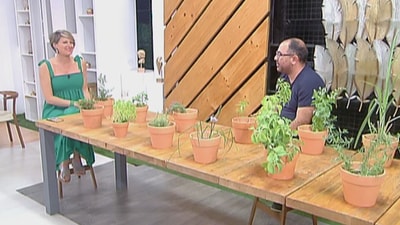 Aromatic plants