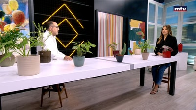 Anti-pollution indoor plants