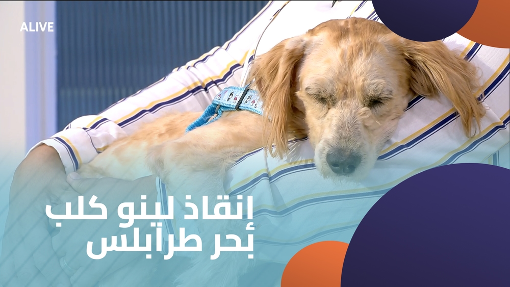 غنى نحفاوي - زينب رزّوق - إنقاذ لينو كلب بحر طرابلس
