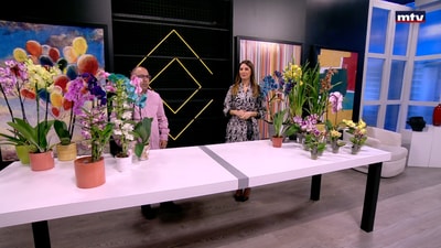Orchids