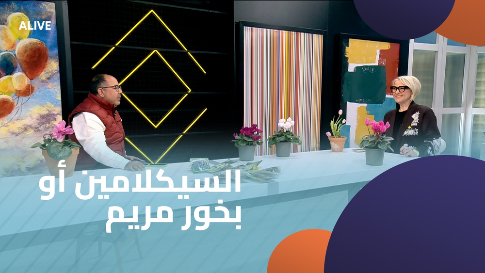 السيكلامين أو بخور مريم