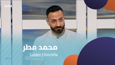 Mohammad Matar - Golden Chinchilla