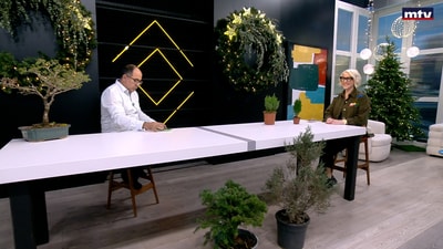 Conifers - Part 2