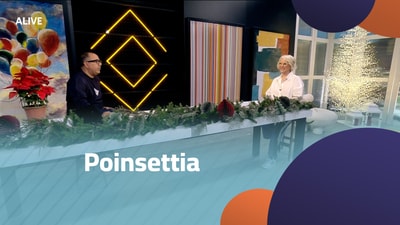 زهرة البونسيتة