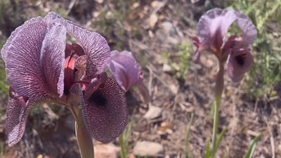 IRIS SOFARANA