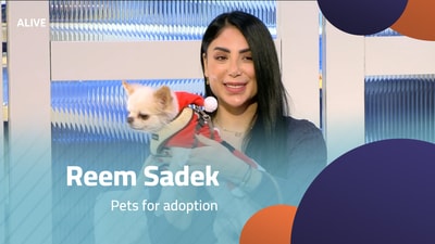 ريم صادق - حيوانات أليفة للتبني