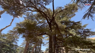 A Trip in the valley - Cedars Part 1